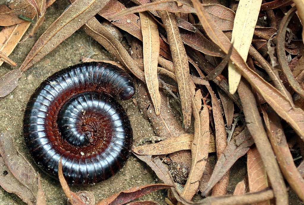 killing-centipedes-millipedes-and-keeping-them-out-of-your-house-in